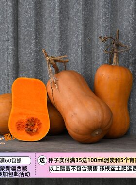 【种子】新品南瓜种子 浓郁香甜 南安娜奶油南瓜 3粒