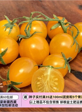 【种子】传家宝种子 樱桃番茄小西红柿 爱沙尼亚黄色樱桃 5粒