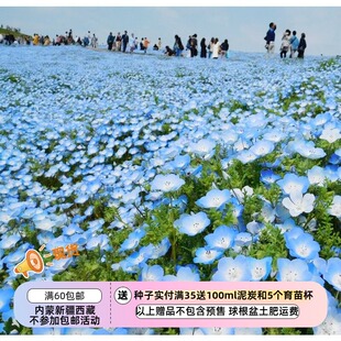 【种子】 一年生  喜林草 婴儿蓝眼  20粒