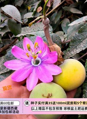 【种子】多年生 西番莲  陶索百香果 5粒