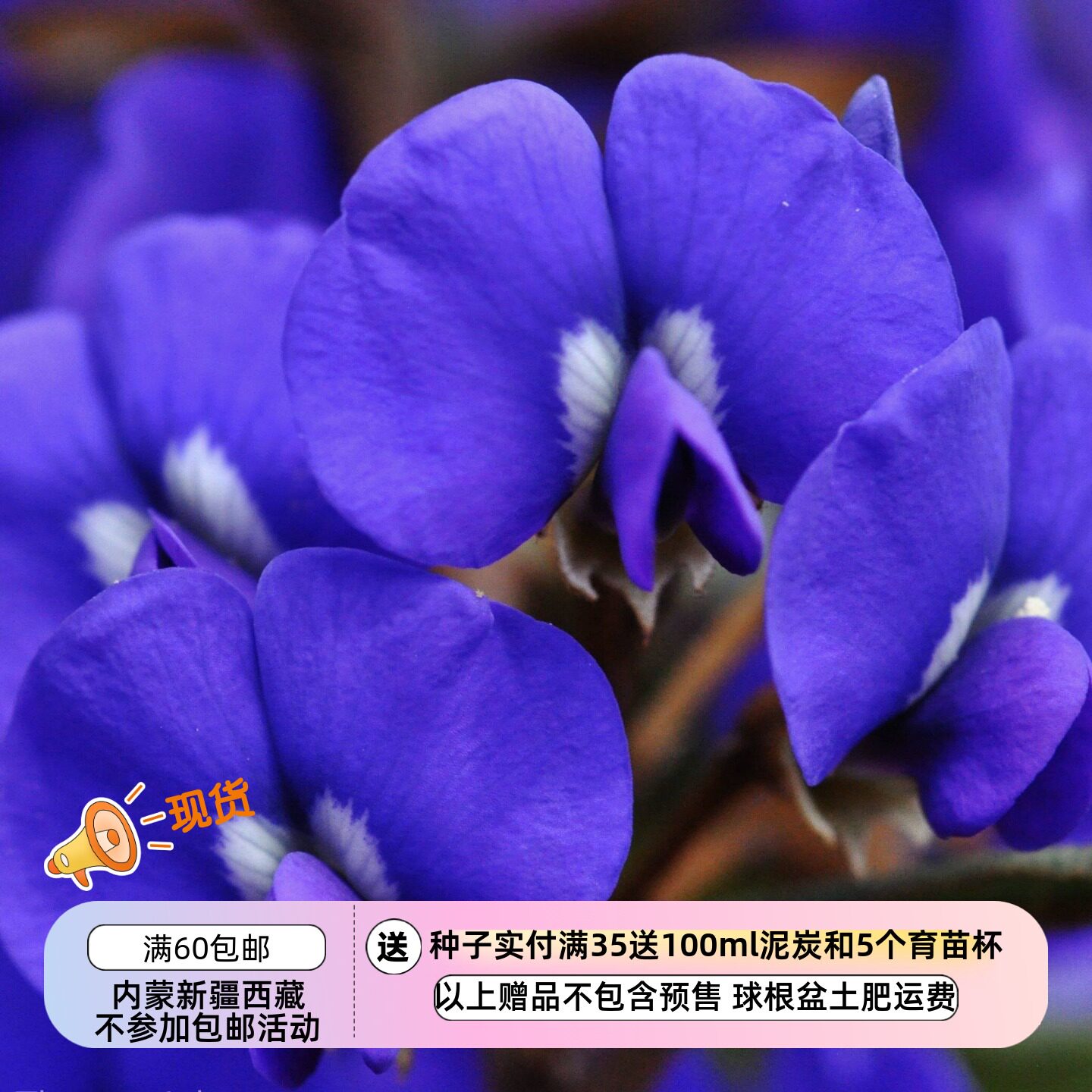 【种子】多年生细长直立灌木 小树型椭圆叶霍维豆 5粒