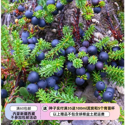 疯狂的小羊黑莓黑岩高兰