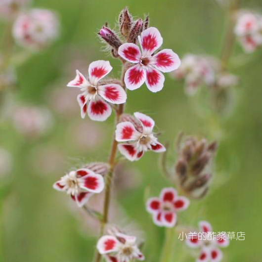 疯狂的小羊斑点蝇子草