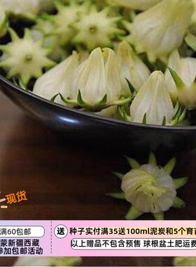 【种子】新品种  酸酸甜甜  可食用 白色洛神花  5粒