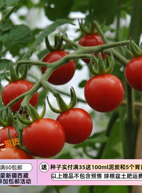 【种子】传家宝种子 无限生长型 樱桃番茄 查德威克