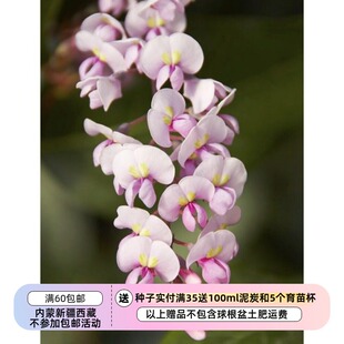 【种子】多年生 盆栽小灌木 哈登柏豆  粉色珊瑚豆 5粒