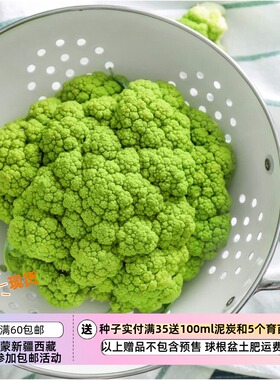 【种子】意大利传家宝 质地脆嫩 花椰菜 '绿色马切拉塔' 10粒