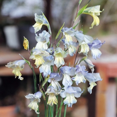 【球根】多年生 鸢尾科 原生剑兰 Gladiolus gracilis 1球
