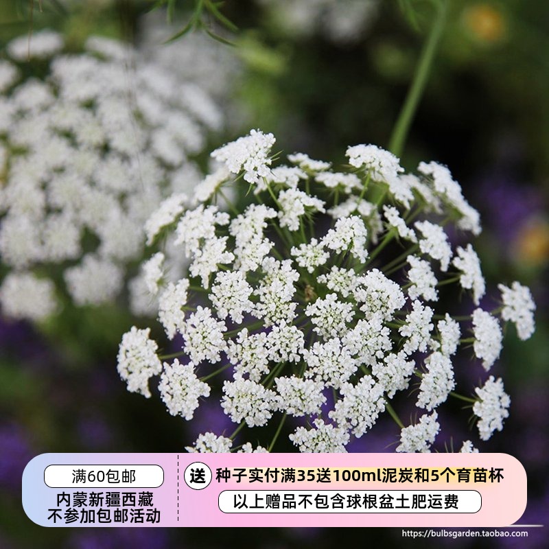 蕾丝花伞形阿米芹安妮女王