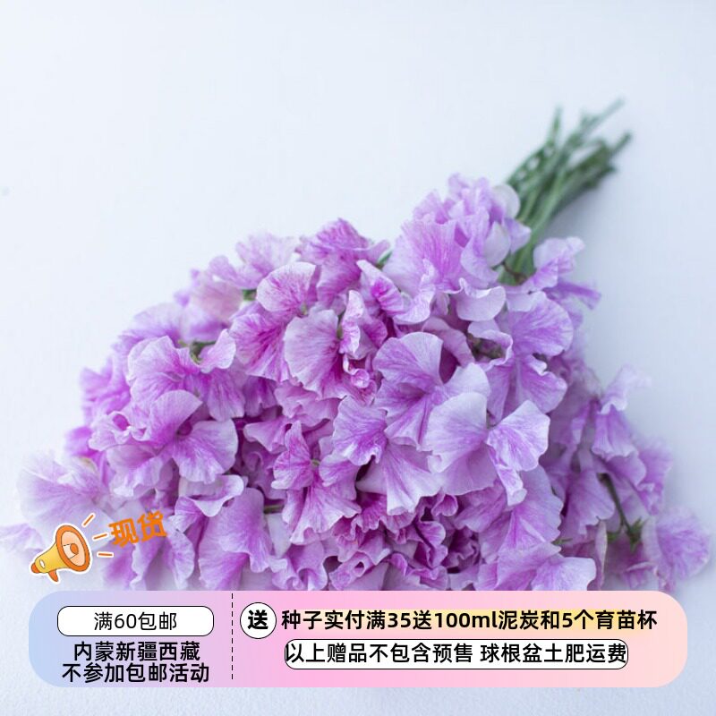 【种子】12月花色补全 新花色-花芳香 爬藤 香豌豆 多种花色可选