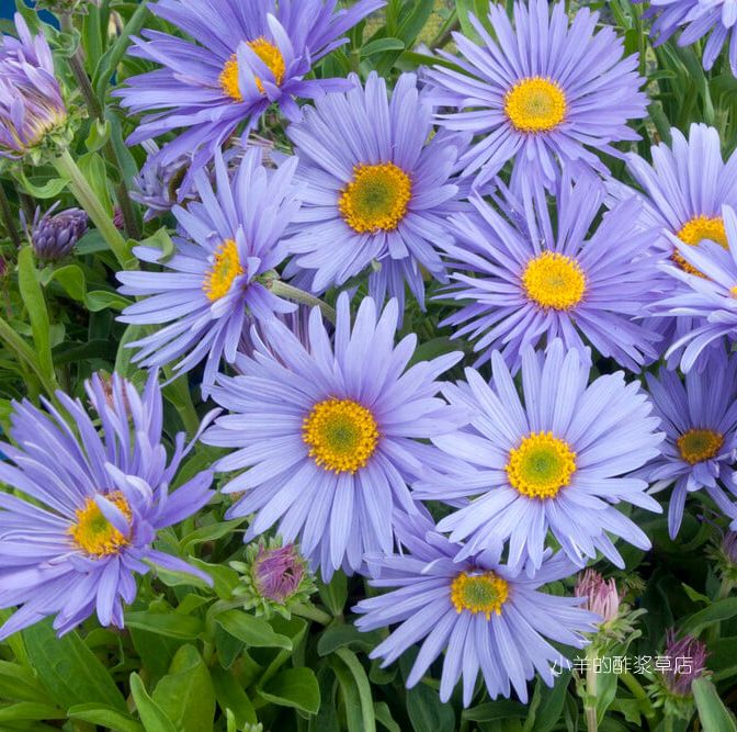 山紫菀高山雏菊歌莉娅紫色