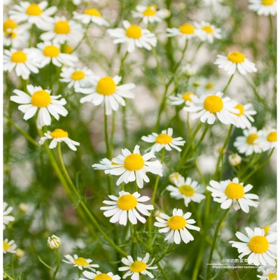香草多年生德国洋甘菊20粒种子