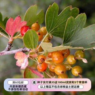 【种子】多年生 小灌木 金色醋栗 香茶藨子 10粒