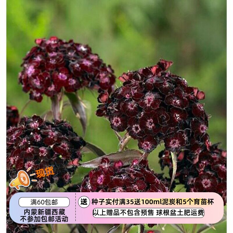 【种子】多年生 石竹科 花芳香 须苞石竹 红黑石竹 暗夜 10粒