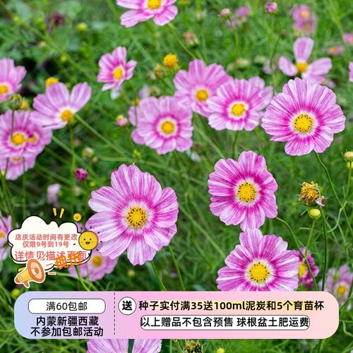 一年生夏季耐热波斯菊10粒种子
