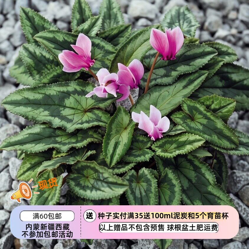 【种子】多年生 原生种仙客来 常春藤叶仙客来特殊叶形长戟叶 5粒
