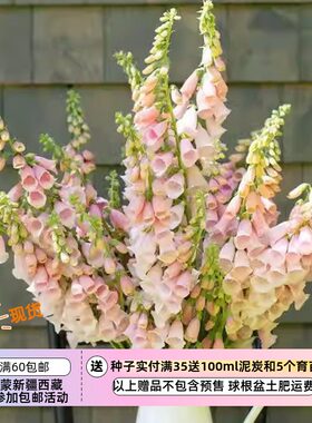 【种子】两年生  花境植物  毛地黄 粉红杜松子酒   10粒