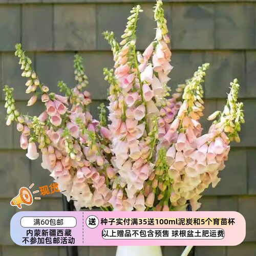 【种子】两年生  花境植物  毛地黄 粉红杜松子酒   10粒