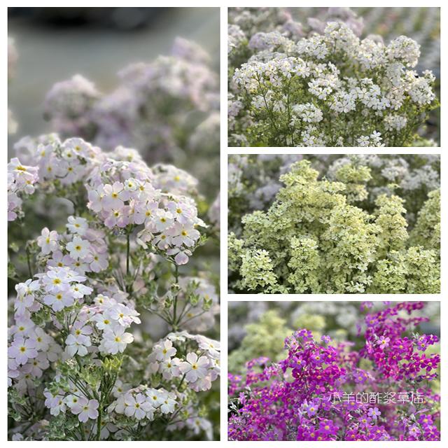 疯狂的小羊清风樱草多种花色