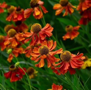 【种子】多年生 可做切花 大花喷嚏草 堆心菊 海伦娜棕红色系10粒