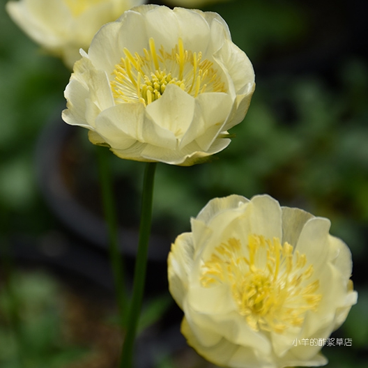 疯狂的小羊半重瓣金莲花新月