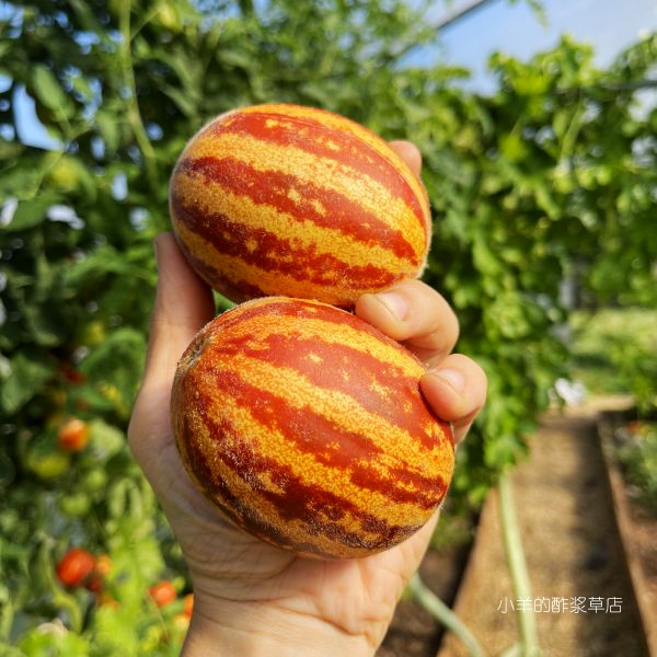 疯狂的小羊浓郁甜味甜瓜种子