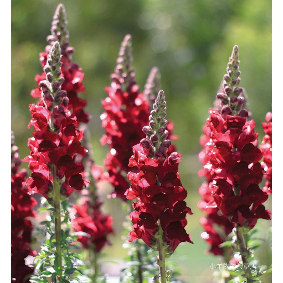 疯狂的小羊暗红色金鱼草