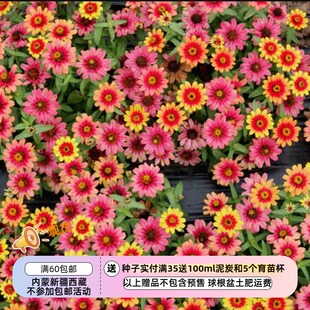 【种子】一年生夏季耐热  矮生盆栽型百日草 丰盛红黄双色 5粒