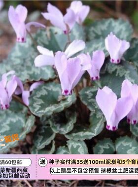 【种子】多年生 原生种仙客来 奇异仙客来 5粒
