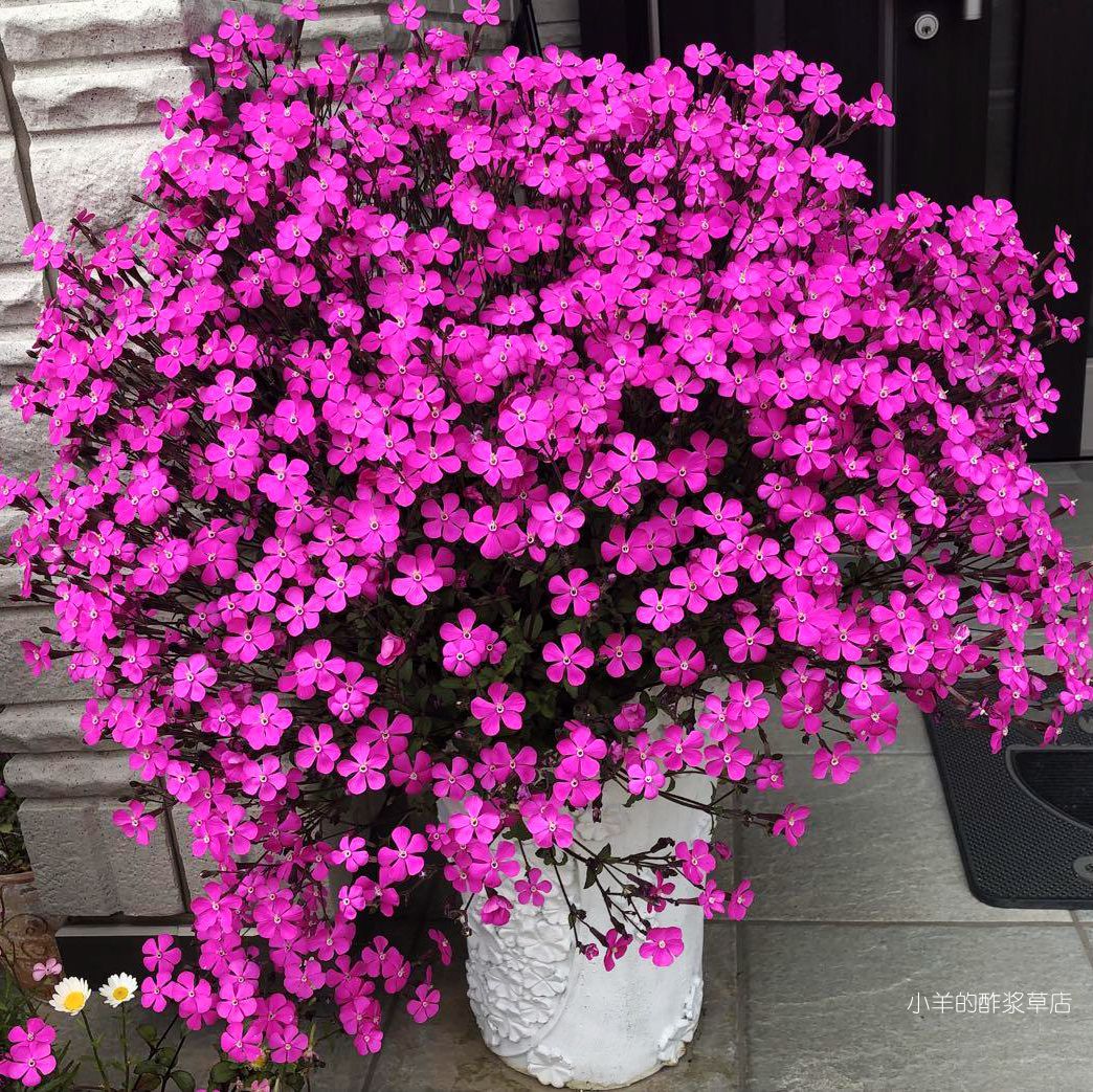 开花快花期长蝇子草玫红色