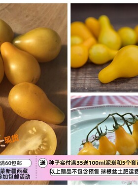 【种子】传家宝种子 樱桃番茄西红柿 无限生长型黄色梨滴 5粒