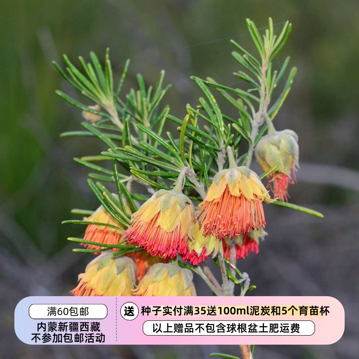 【种子】芸香科小灌木  松叶西部玫瑰，扬切普玫瑰 5粒,鲜花速递/花卉仿真/绿植园艺,家庭园艺种子,淘宝优惠券,粉丝福利购,淘宝优惠卷