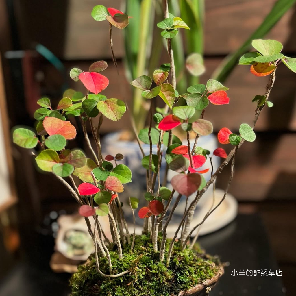 海边黄槿浜朴5粒色变看描述