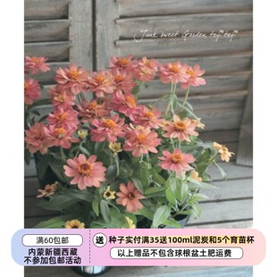 【种子】进口种子 耐热植物 矮生盆栽型百日草 深色三文鱼 5粒