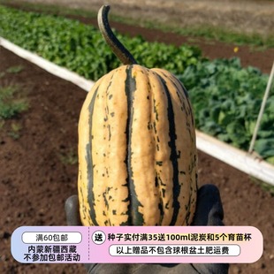 【种子】新品 好吃的南瓜 蜂蜜船的姊妹品种 糖面包 5粒