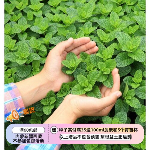 疯狂的小羊苹果薄荷香薄荷