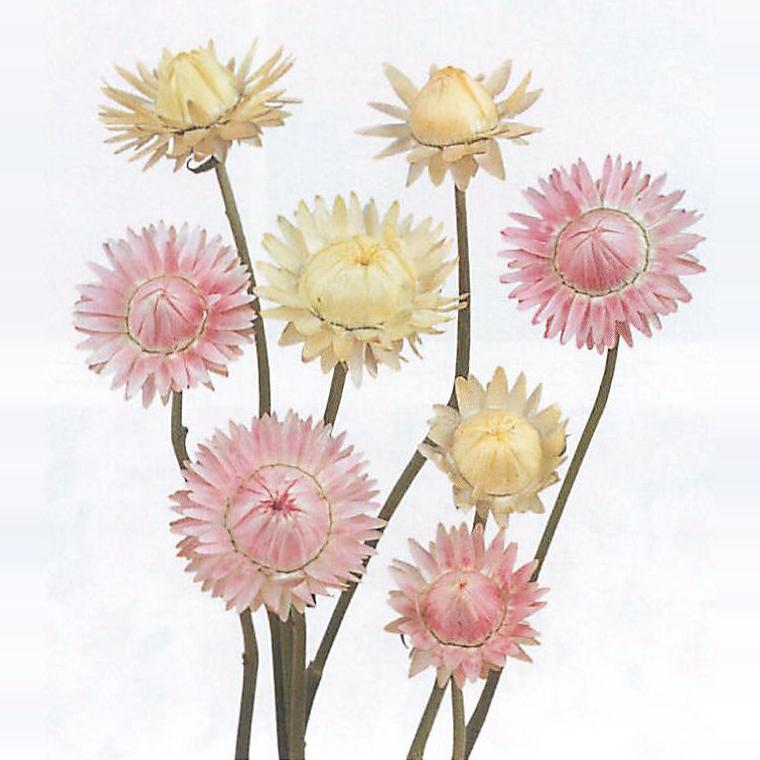 疯狂的小羊蜡菊帝王貝細工