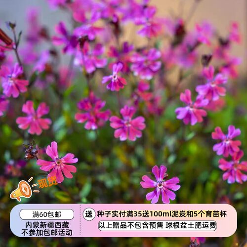 新手适合容易种心形花瓣