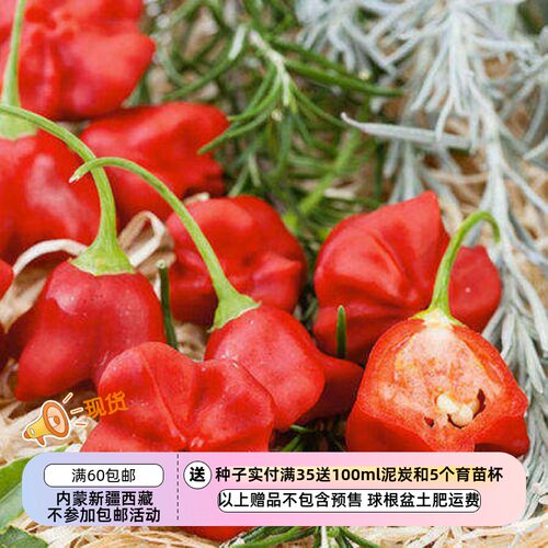 【种子】传家宝品种 牙买加 红蘑菇辣椒  5粒