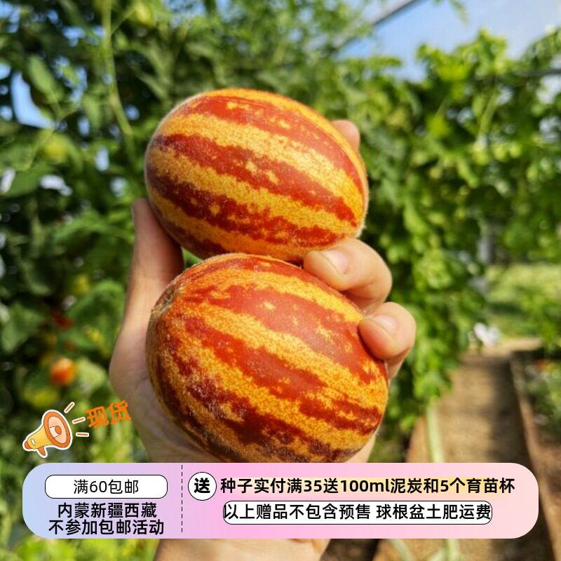 【种子】前苏联传家宝品种浓郁甜味儿 小甜瓜  5粒