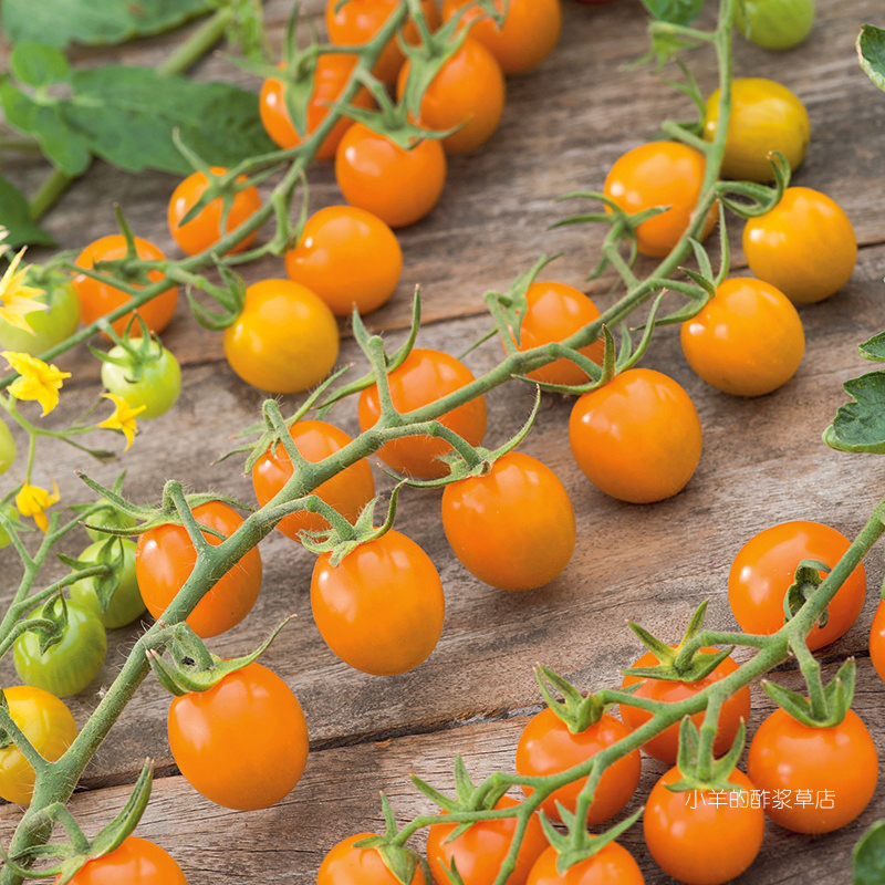 疯狂的小羊金太阳樱桃番茄