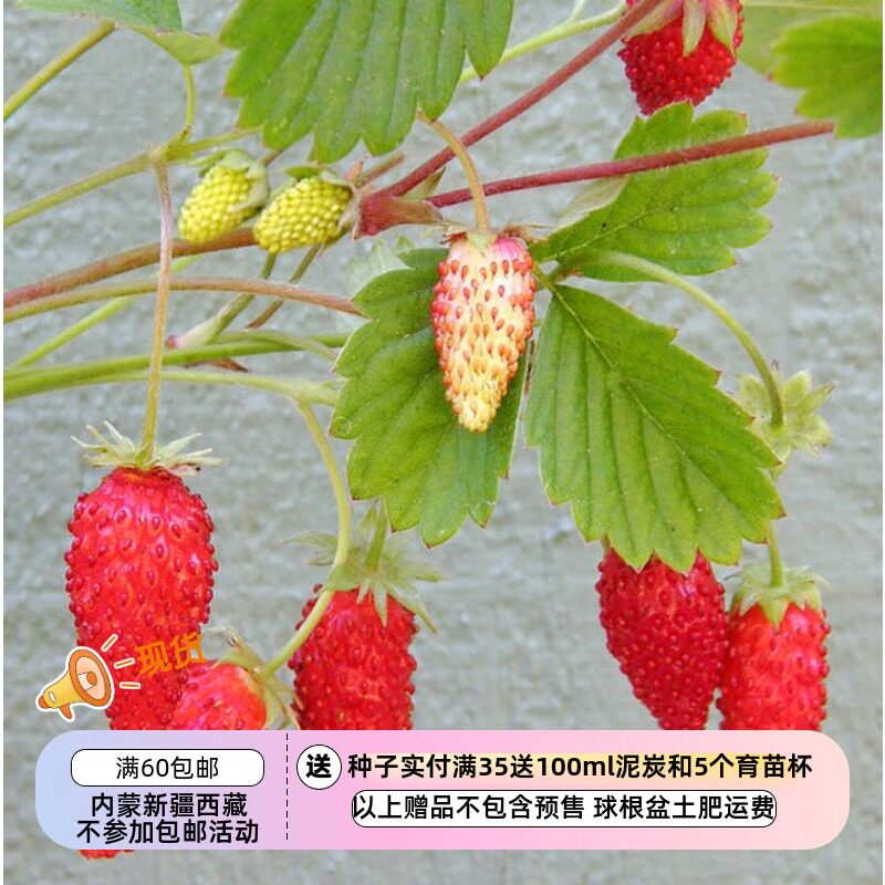 【种子】多年生 香味好闻 高山草莓 木樨草莓 10粒