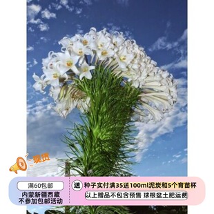 【种子】 多年生  原生品种  高砂百合   两种可选