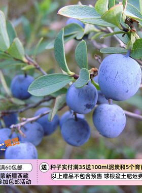 【种子】多年生 小灌木 可食用 高山蓝莓 笃斯越桔  5粒