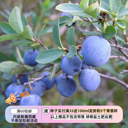 【种子】多年生 小灌木 可食用 高山蓝莓 笃斯越桔  5粒
