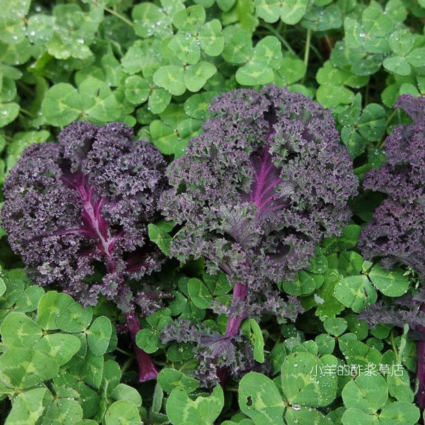 【种子】 可食用 羽衣甘蓝 波罗的海红紫色羽衣甘蓝 10粒