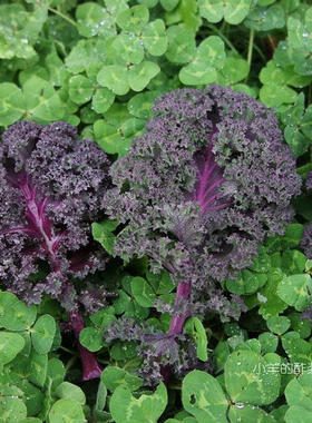【种子】 可食用 羽衣甘蓝 波罗的海红紫色羽衣甘蓝 10粒