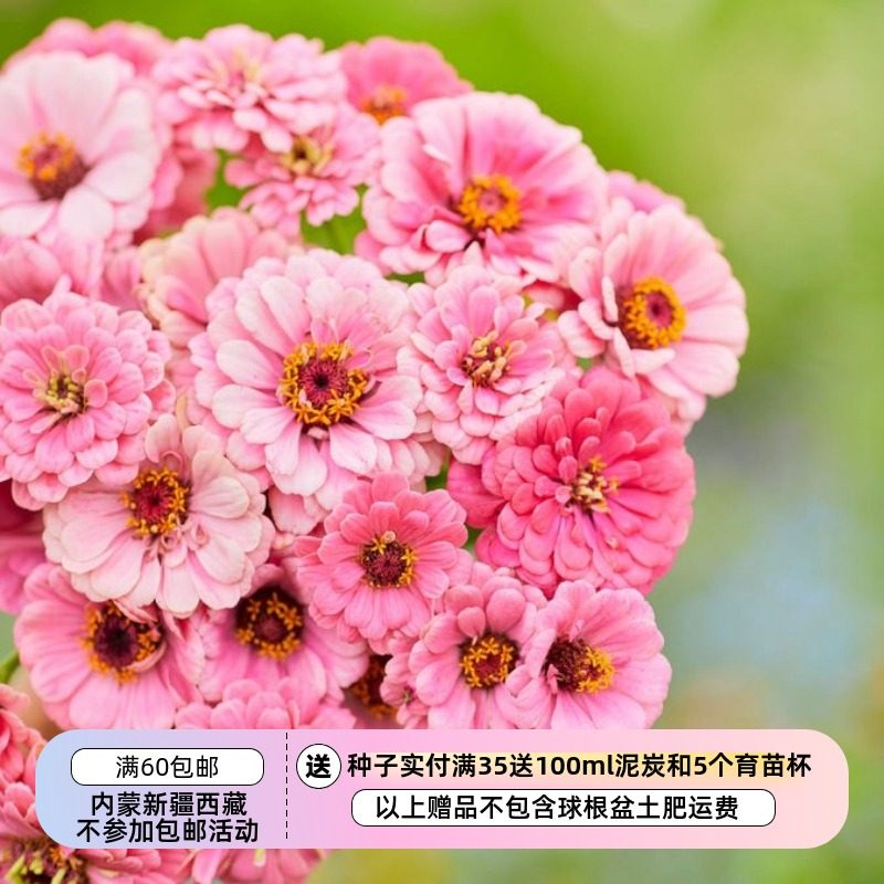 【种子】夏季耐热 切花型 重瓣百日草 光辉柔雾粉色  10粒,鲜花速递/花卉仿真/绿植园艺,家庭园艺种子,淘宝优惠券,粉丝福利购,淘宝优惠卷