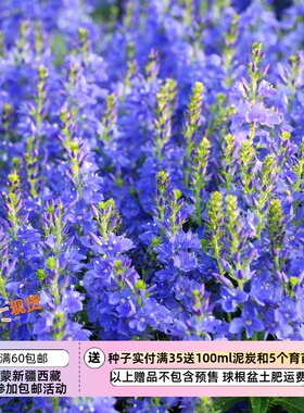 【种子】多年生 匍匐婆婆纳 奥地利婆婆纳  宝石蓝色 10粒