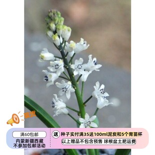 【种子】原生葡萄风信子 Bellevalia romana 5粒
